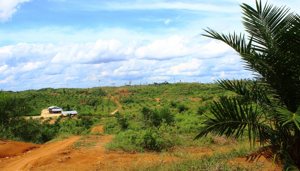 Perkebunan Kelapa Sawit PT. Runggu Prima Jaya masuk kedalam Kawasan Hutan Lindung Bukit Betabuh, INHU